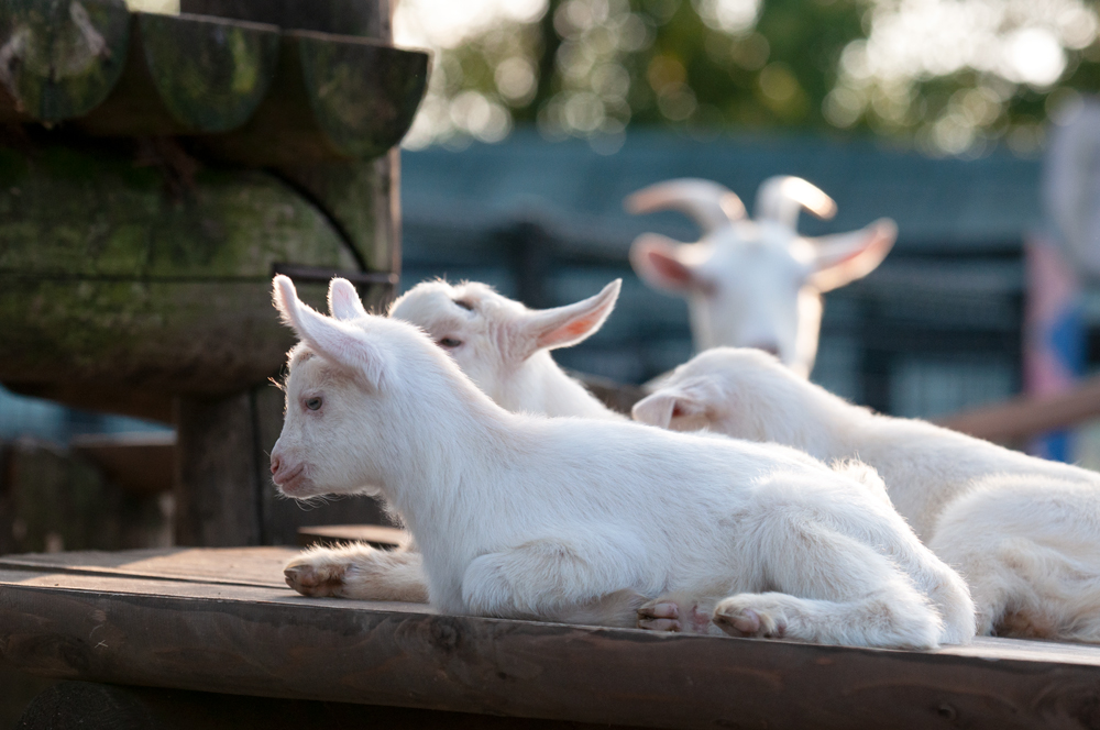 東武動物公園 ヤギ