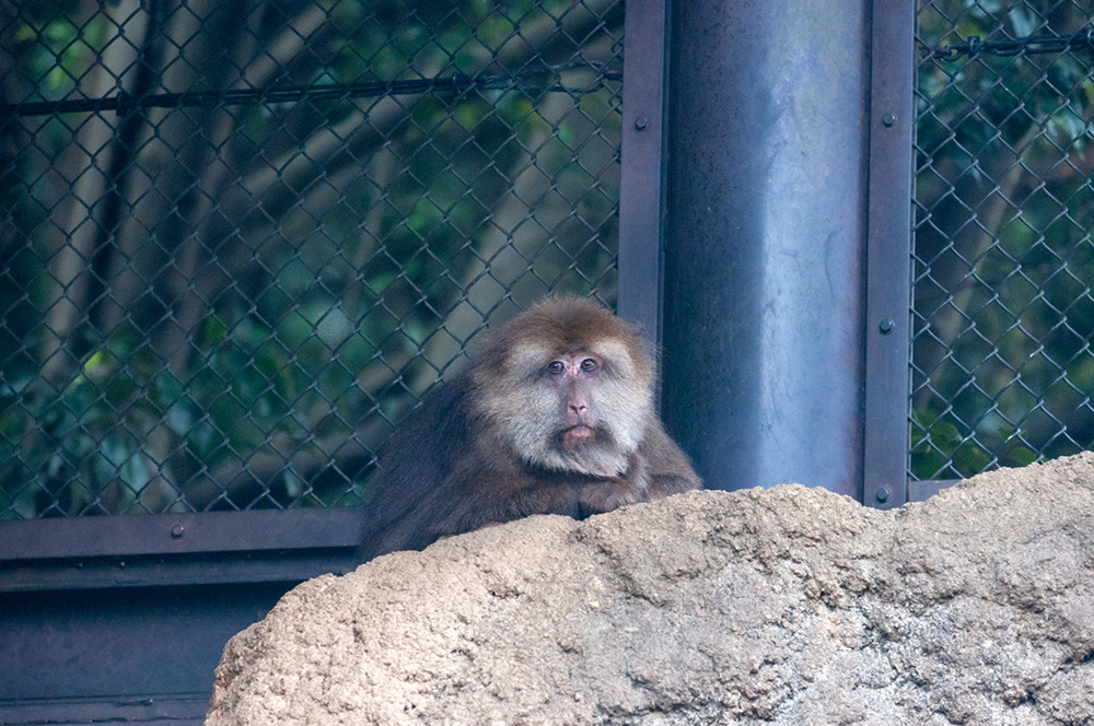 ズーラシアの珍しい動物たちに会ってきました どうぶつとはな