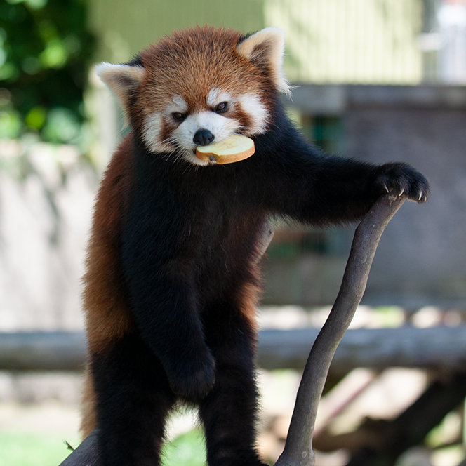 レッサーパンダ かんた（小）