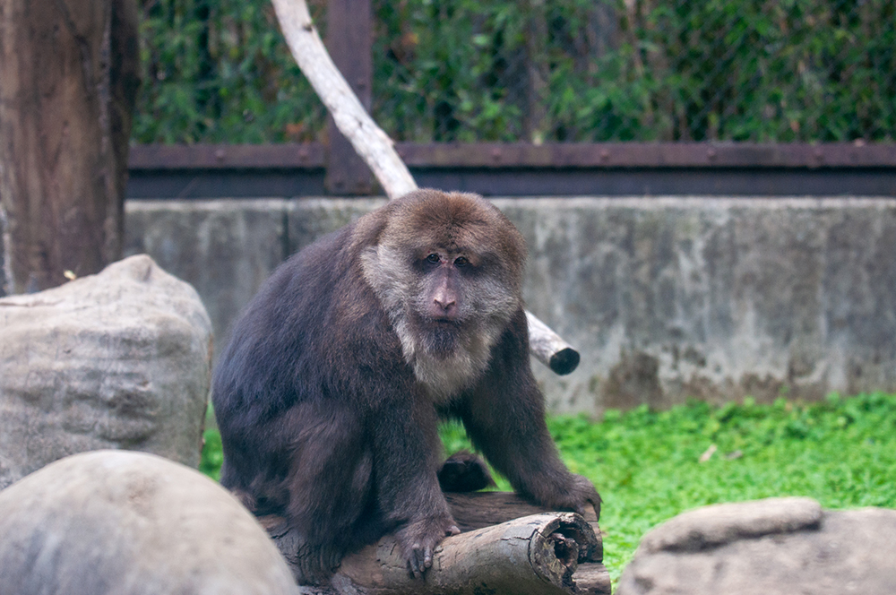 ズーラシアの珍しい動物たちに会ってきました どうぶつとはな