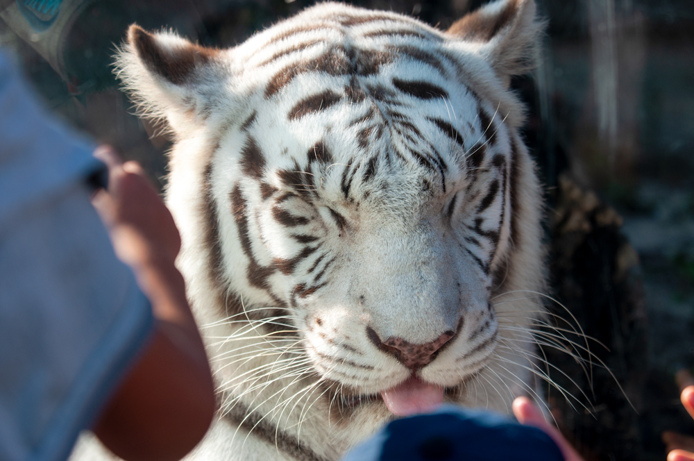 東武動物公園に行ってきました どうぶつとはな