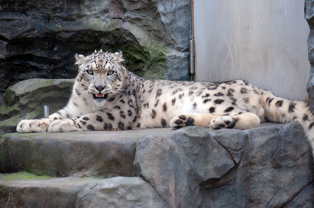 ユキヒョウ リヒト