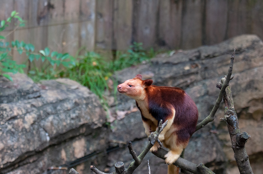 ズーラシアの珍しい動物たちに会ってきました どうぶつとはな