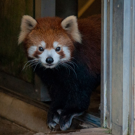 レッサーパンダ ユウユウ（小）