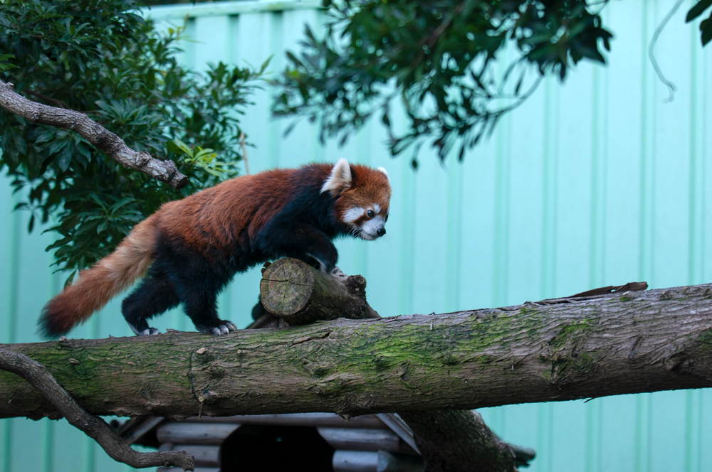 江戸川区自然動物園 ユウユウ(3)