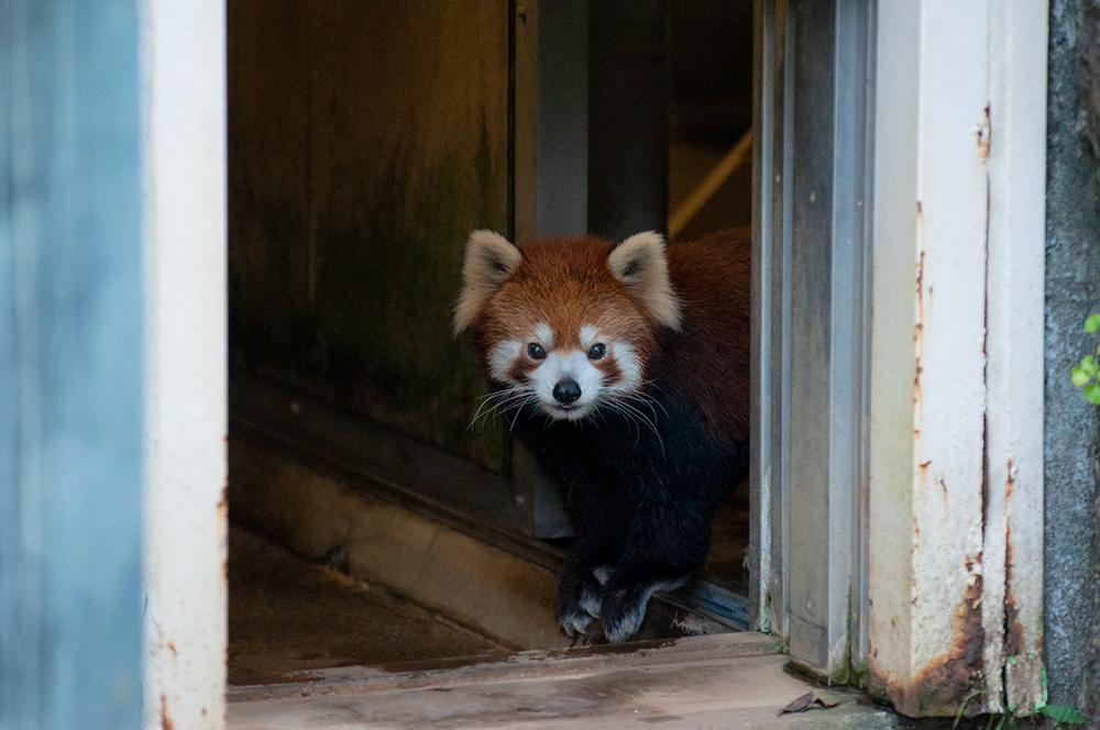 江戸川区自然動物園 ユウユウ(5)