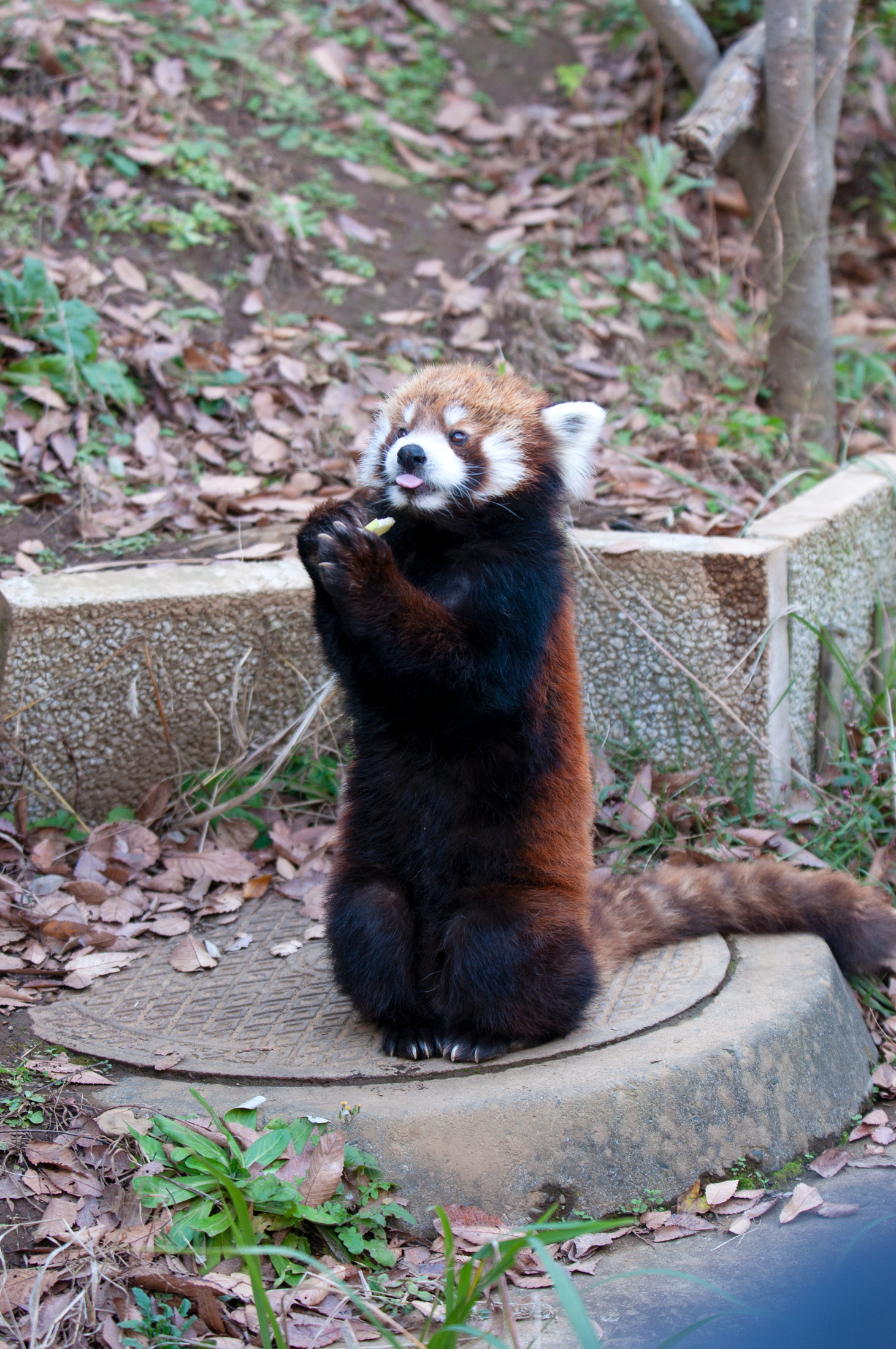 レッサーパンダ 二本足で立つのは風太くんだけじゃなかった どうぶつとはな