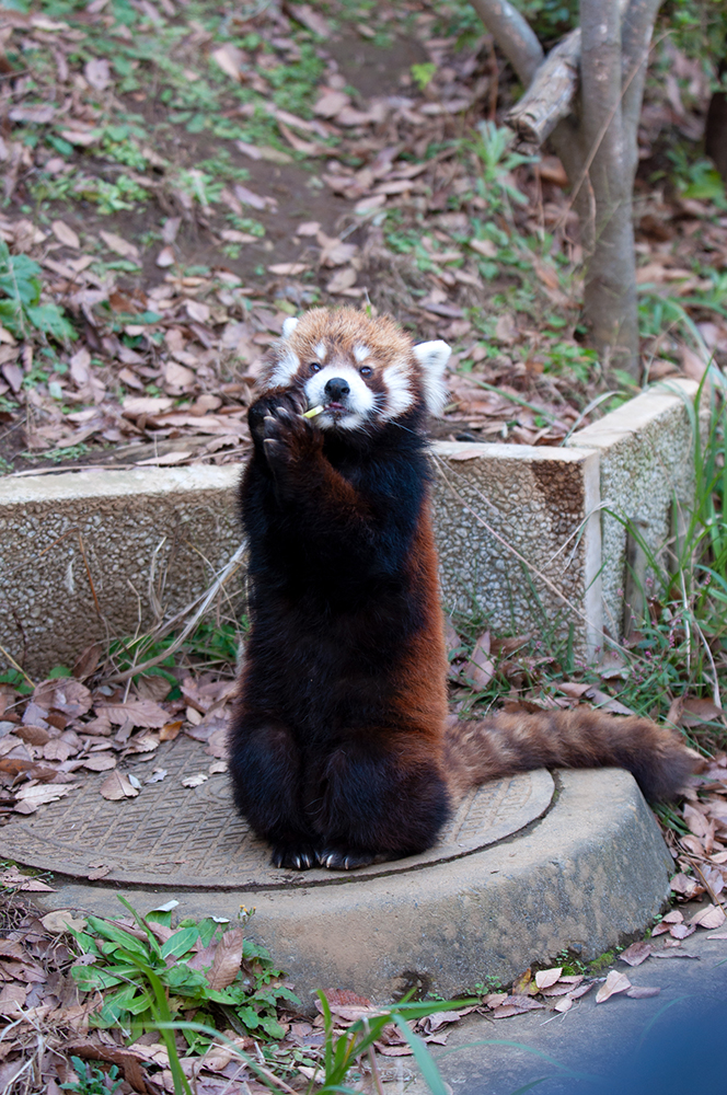 レッサーパンダ クウタ(3)