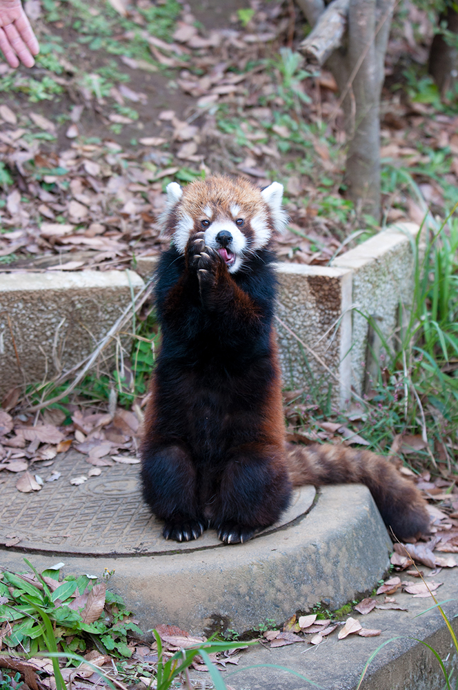 レッサーパンダ クウタ(1)