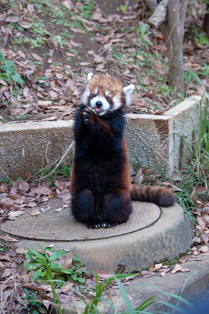 レッサーパンダ クウタ(5)