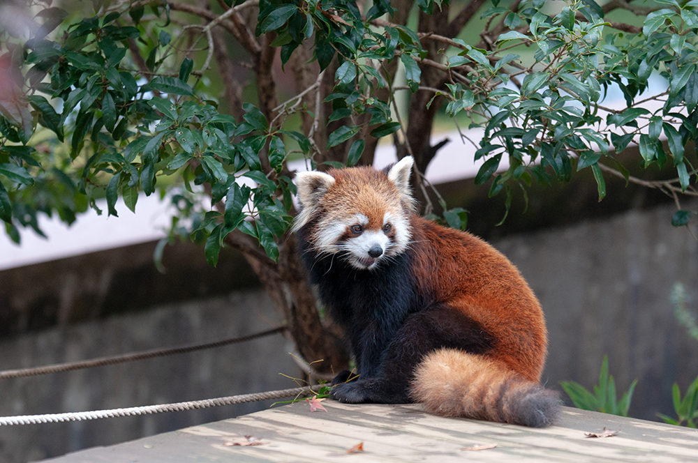 レッサーパンダ ココア