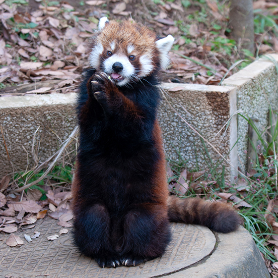 レッサーパンダ】二本足で立つのは風太くんだけじゃなかった