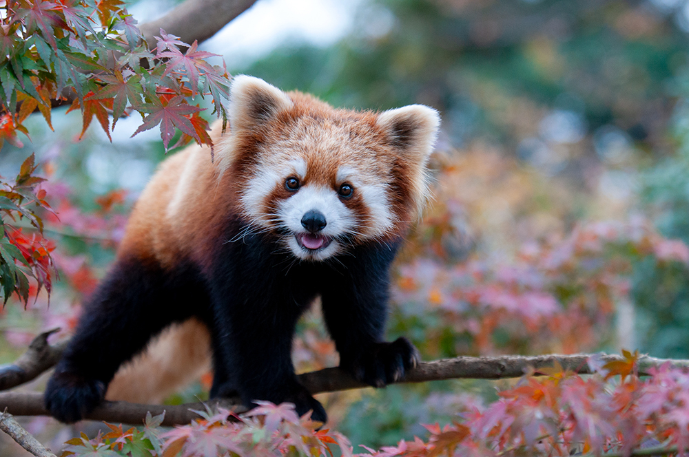 紅葉とレッサーパンダのミルク(1)