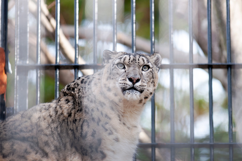 ユキヒョウ リーベ