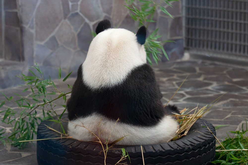 ジャイアントパンダ 旦旦 後ろ姿