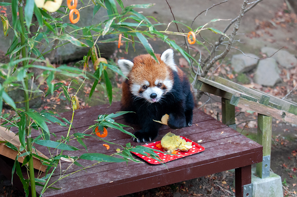 チイタ レッサーパンダ どうぶつとはな