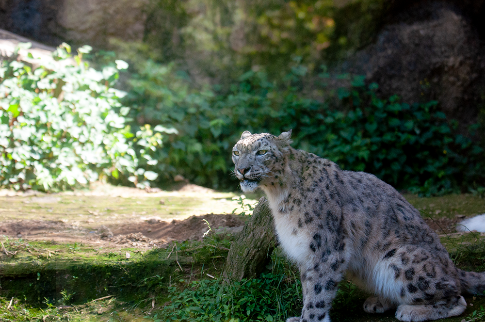 ユキヒョウ ミルチャ