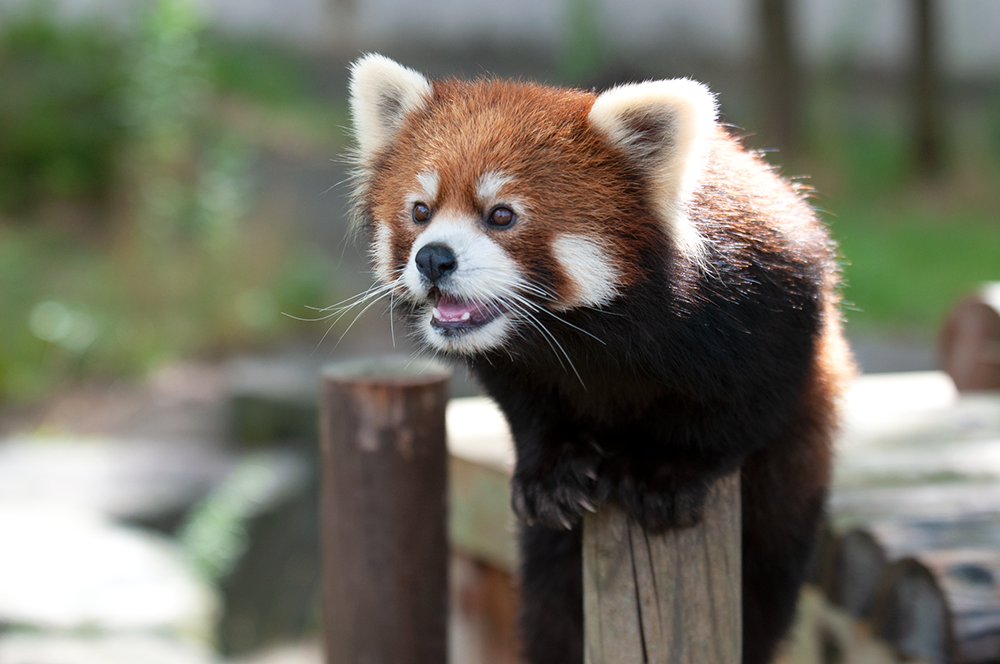 ゆり レッサーパンダ どうぶつとはな