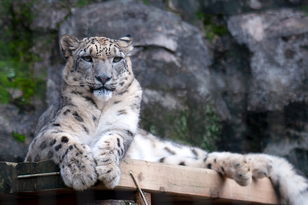 コボ ユキヒョウ どうぶつとはな