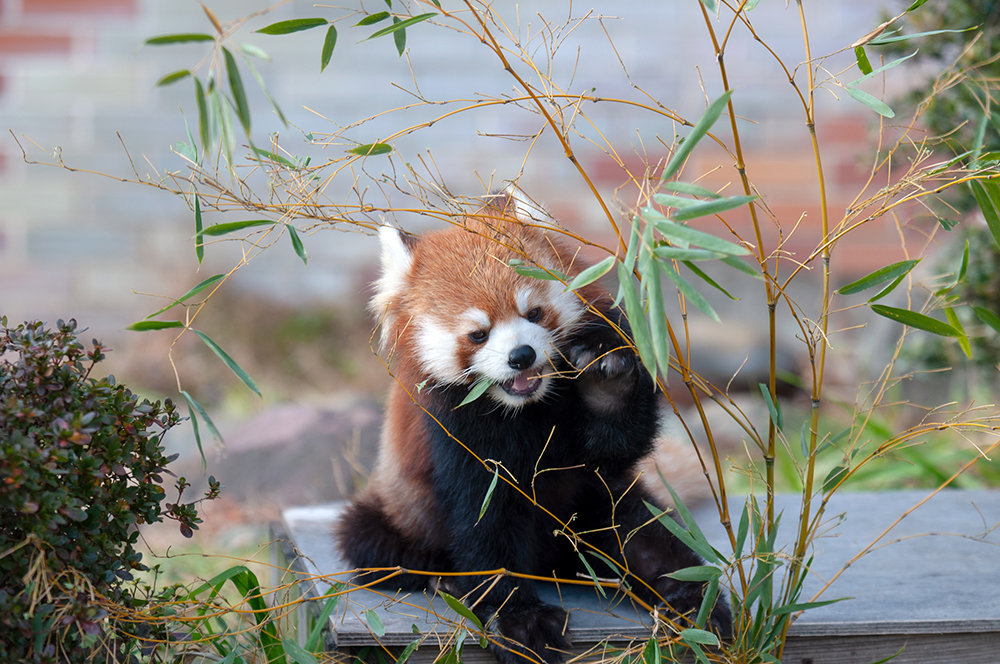 レッサーパンダ カリン