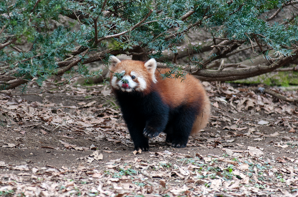 レッサーパンダ メイファ