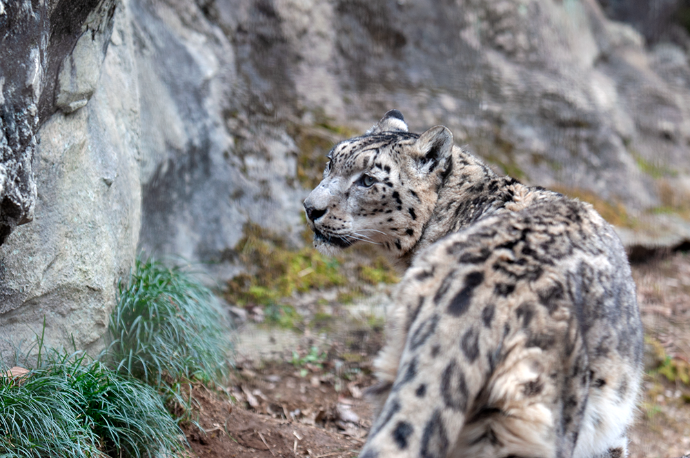 ユキヒョウ ヴァルデマール