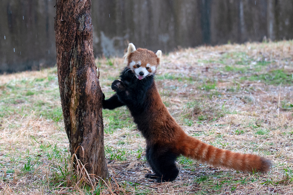 レッサーパンダ ツバキ