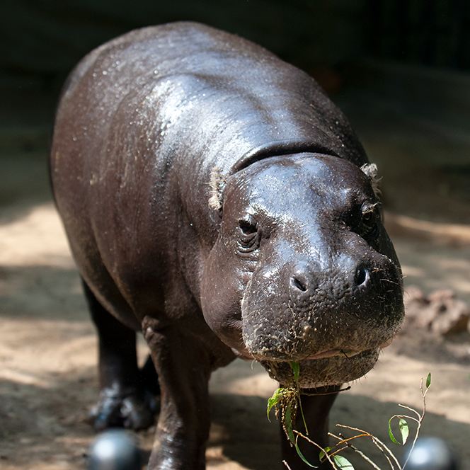 ショウヘイ コビトカバ どうぶつとはな