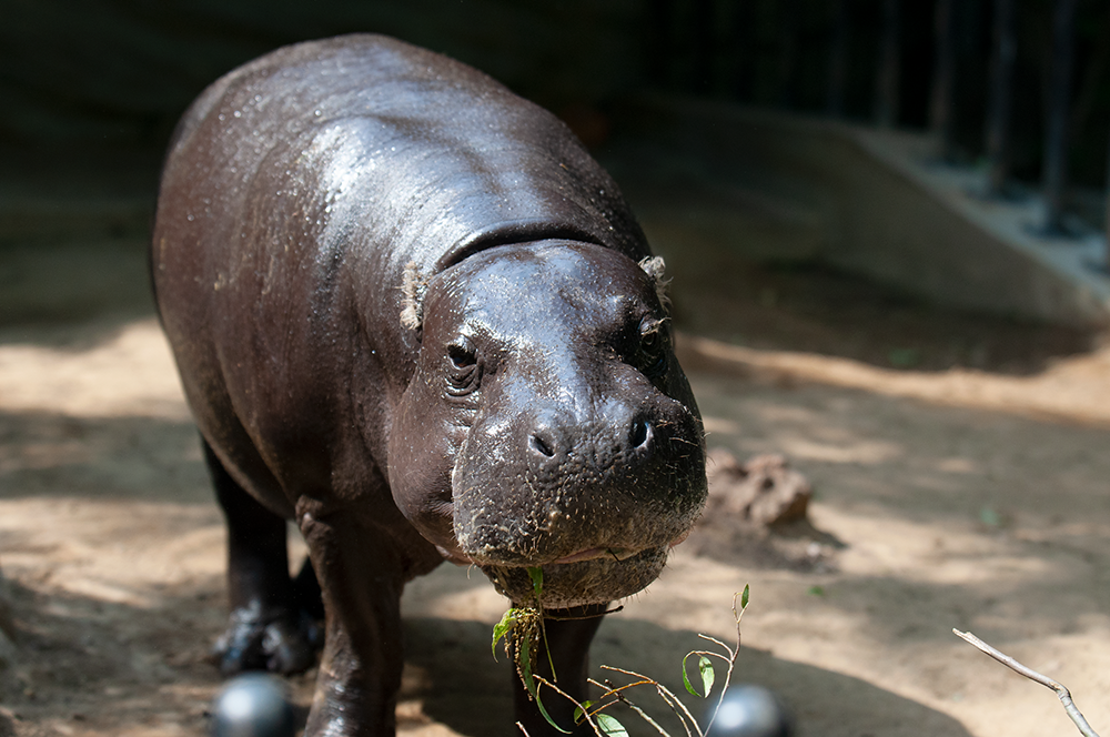 ショウヘイ コビトカバ どうぶつとはな