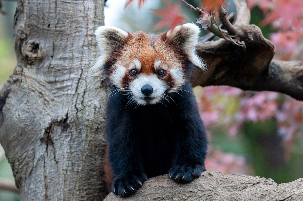 レッサーパンダ 優花