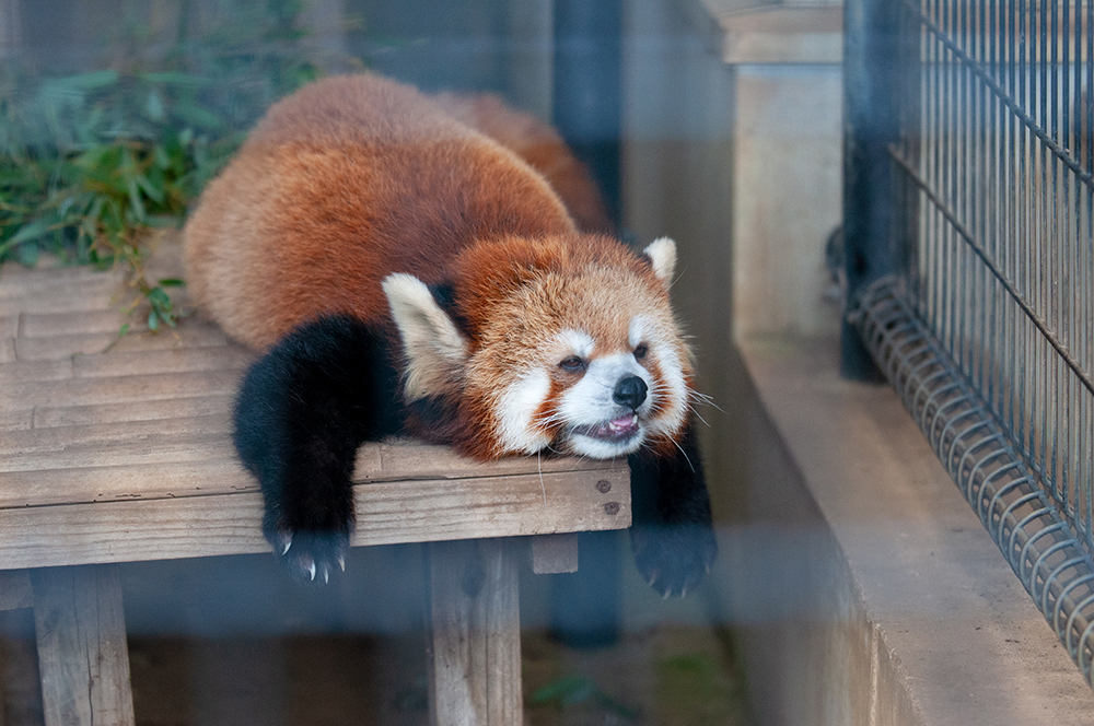 テル レッサーパンダ どうぶつとはな