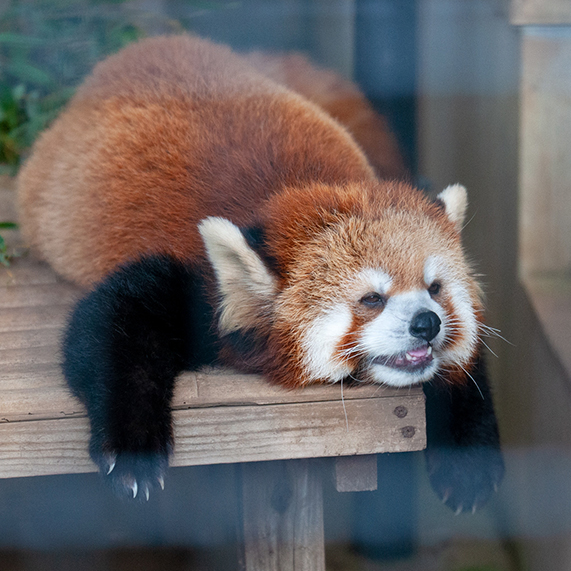 レッサーパンダ テル（小）