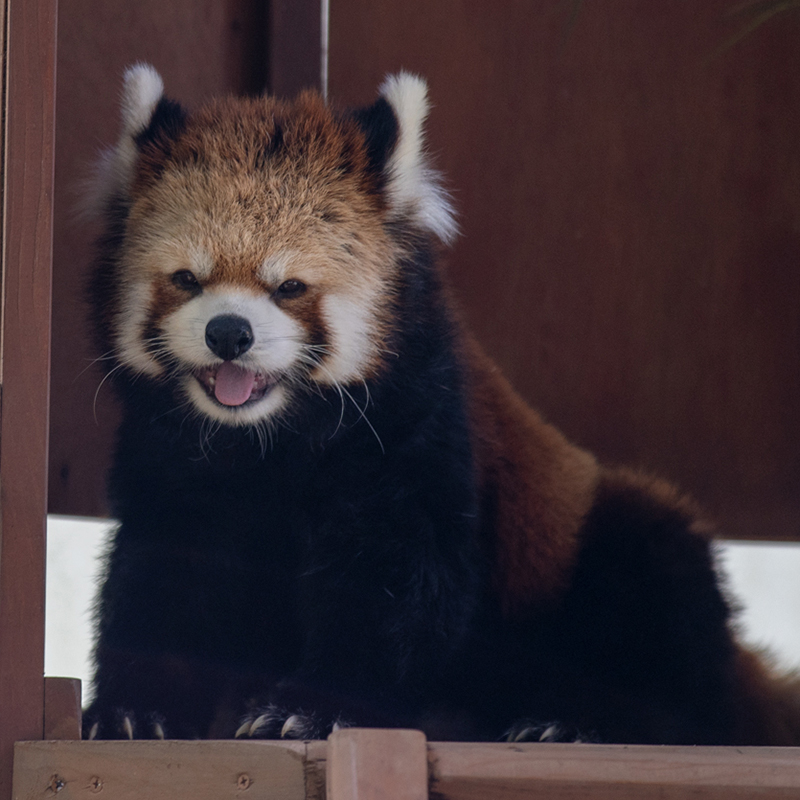 レッサーパンダ ココロ（小）