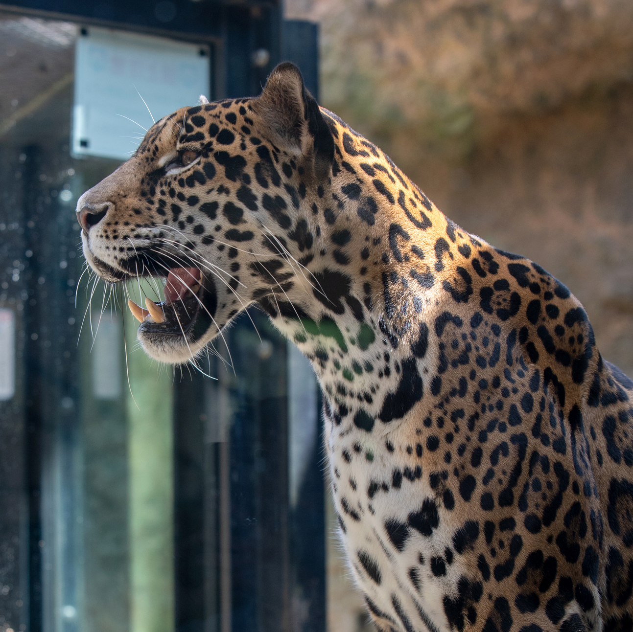 ジャガー どうぶつとはな