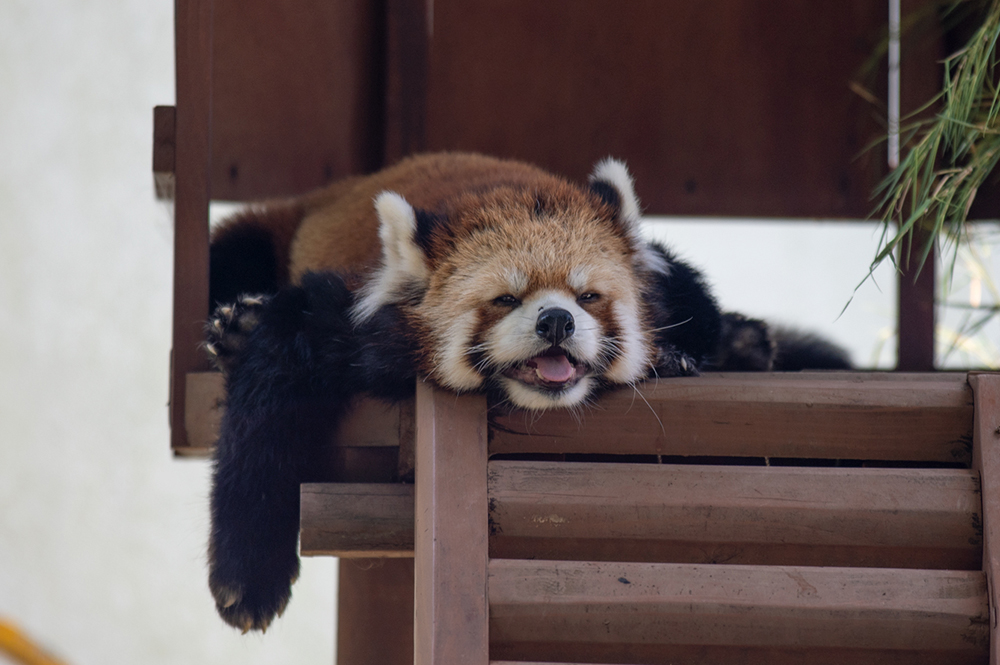 レッサーパンダ ココロ