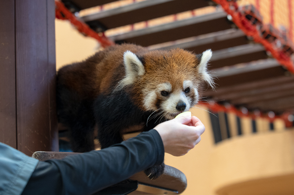 レッサーパンダ まるお