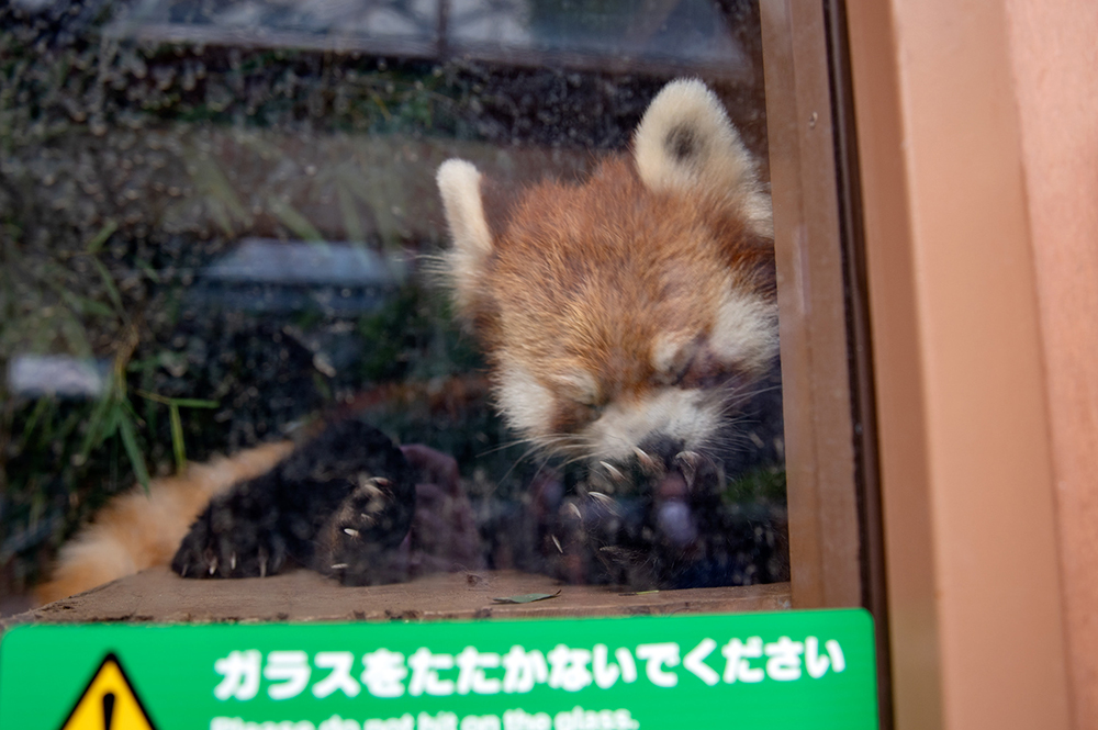 レッサーパンダ ネイ（2）