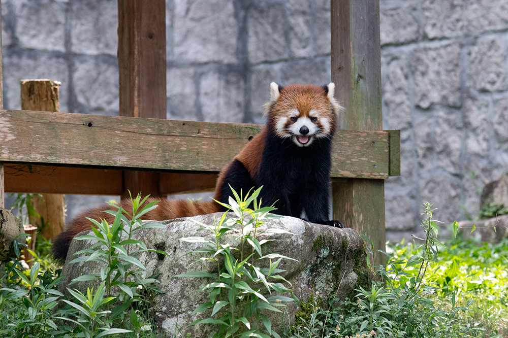 レッサーパンダ ププ