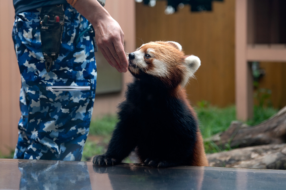 レッサーパンダ ネイ（1）