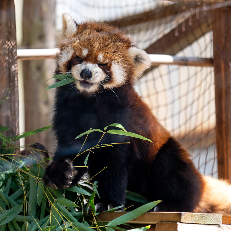 レッサーパンダ 大地（小）