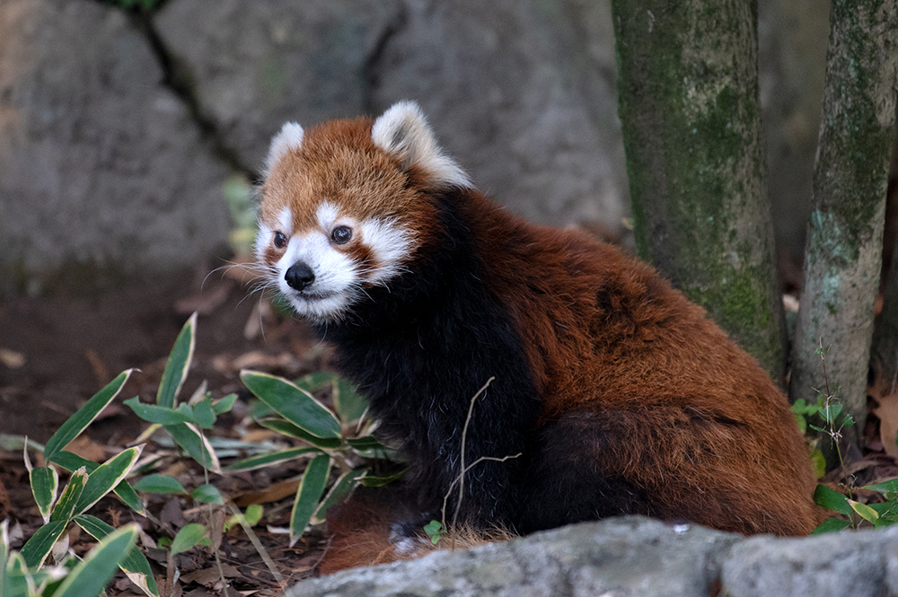 レッサーパンダ ユウユウ