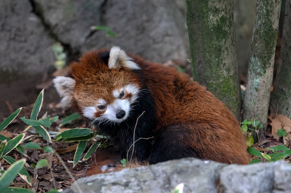 レッサーパンダ ユウユウ