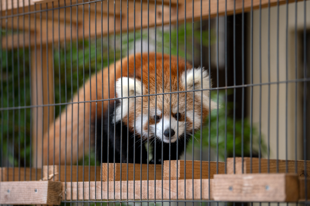 レッサーパンダ ギンガの子