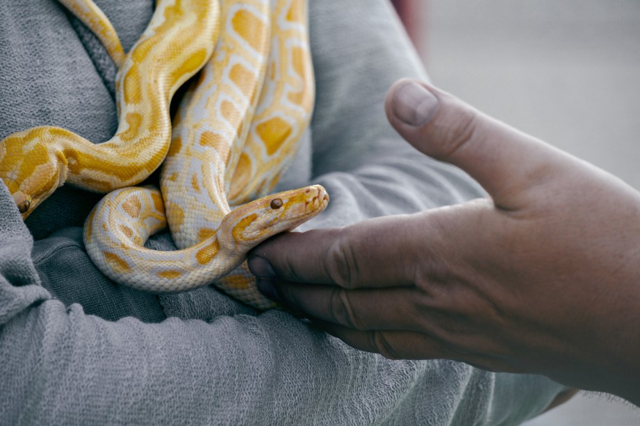 People indulging with exotic animals