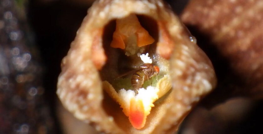 The orchid and the fruit fly – Scientists discover unique new relationship between plant and animal