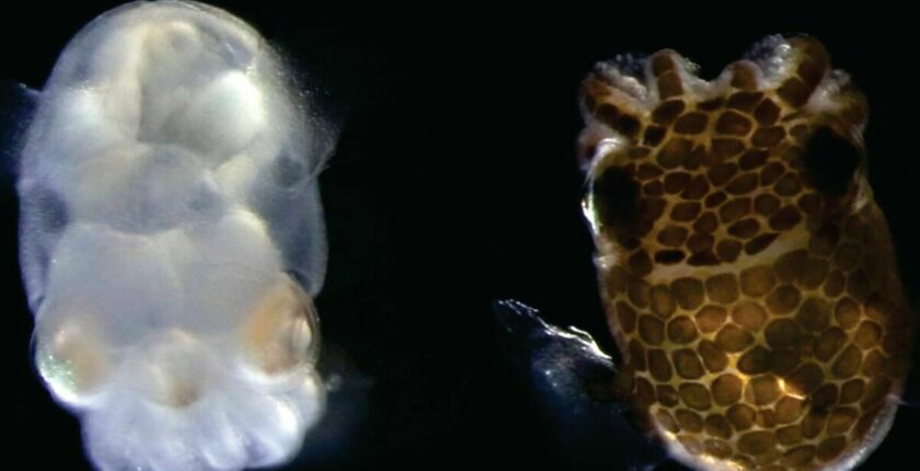 How scientists engineered a transparent octopus with its brain in plain sight