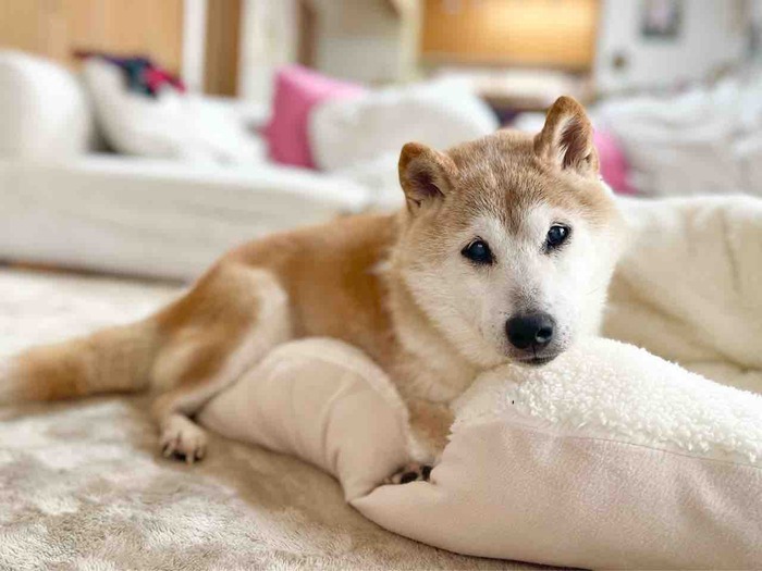 才剛過完17 歲生日！「DOGE」本尊柴柴Kabosu 病危中- 區塊客