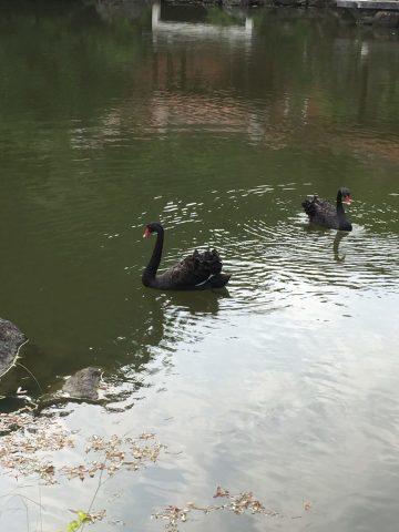 水池中的黑天鵝