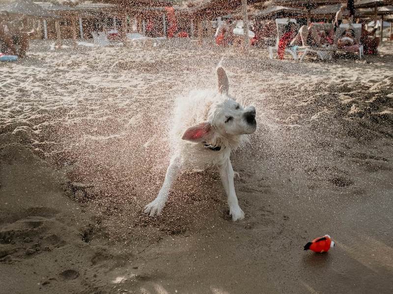 Hund am Strand im Sommer (Bild von Unsplash von Linda Robert)