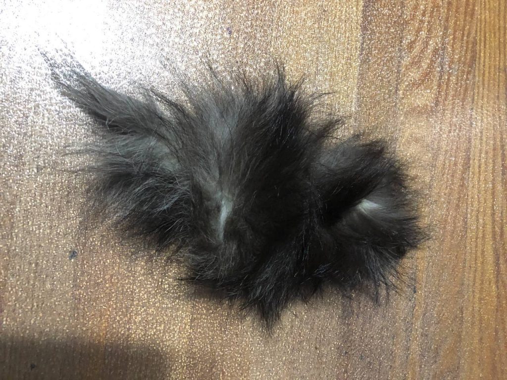 Some scrap fur. Fur is long and charcoal coloured with white undercoat